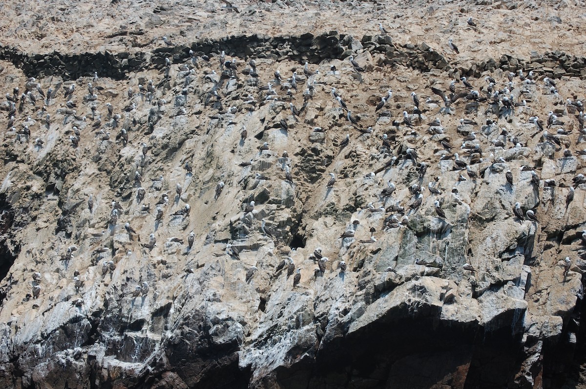 Peruvian Booby - ML642703858