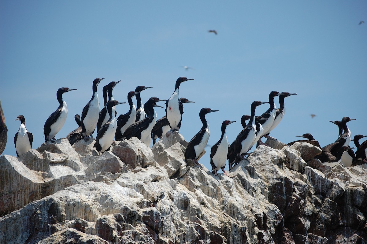 Guanay Cormorant - ML642703865