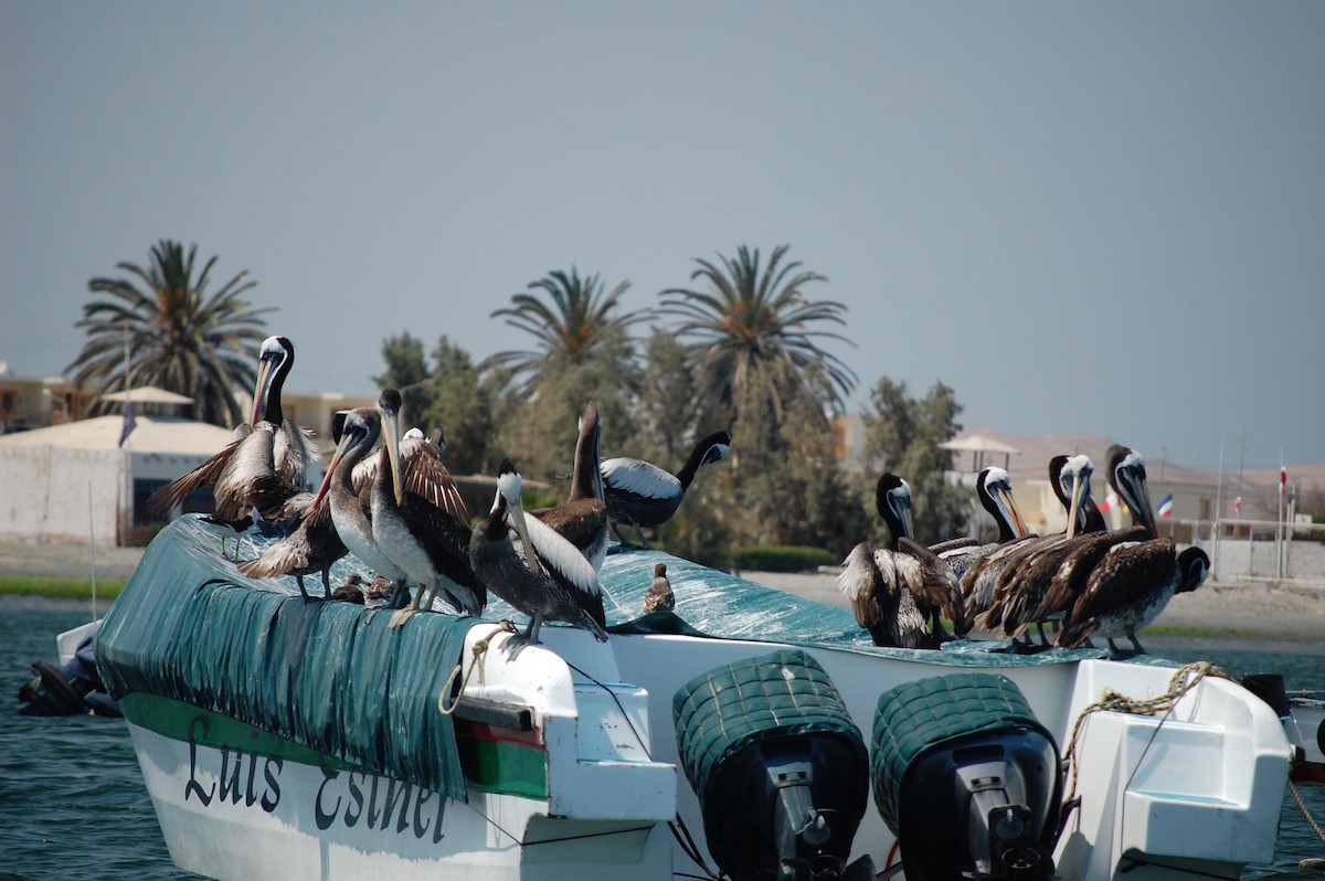 Peruvian Pelican - ML642703869
