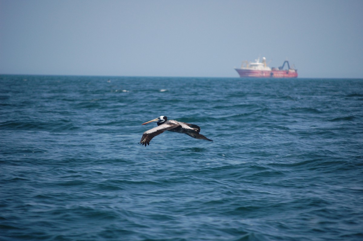 Peruvian Pelican - ML642703870