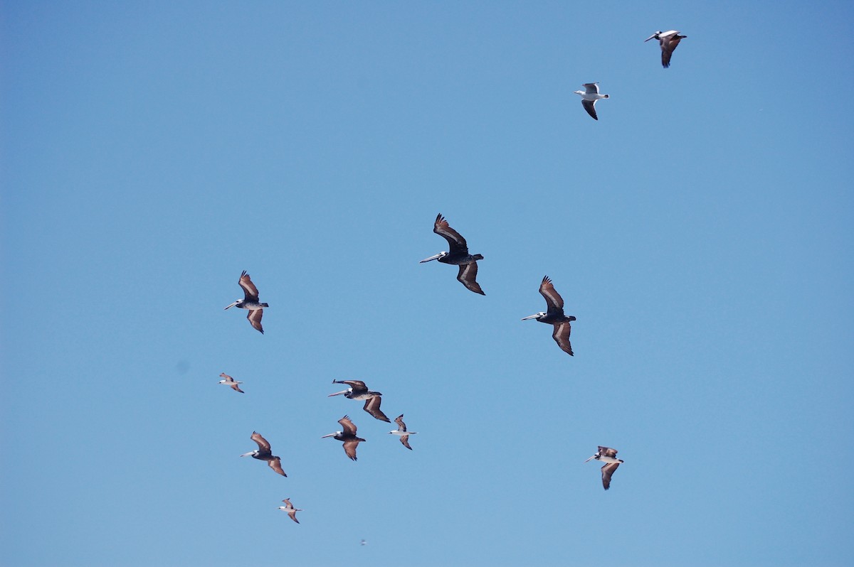 Peruvian Pelican - ML642703871