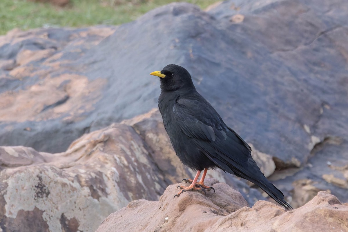 Yellow-billed Chough - ML642703876
