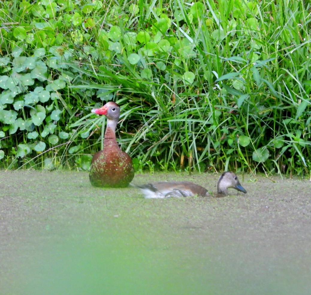 Black-bellied Whistling-Duck - ML642703878