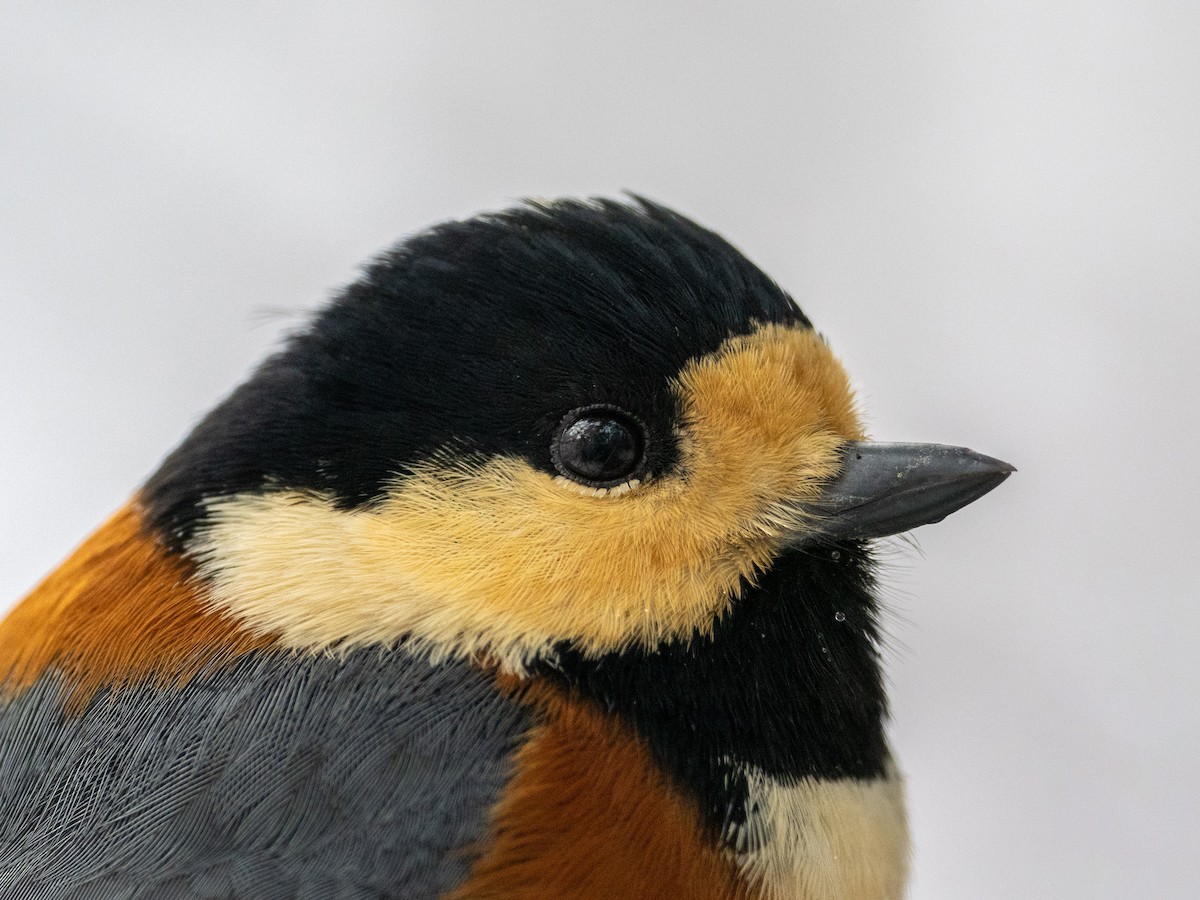 Varied Tit - ML642703880