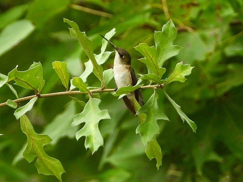 Ruby-throated Hummingbird - ML642703881
