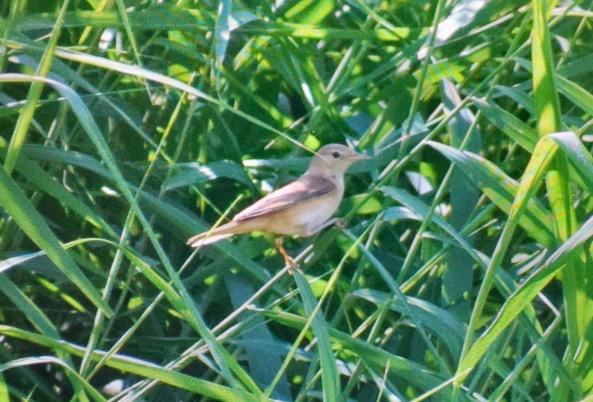 Marsh Warbler - ML642703883