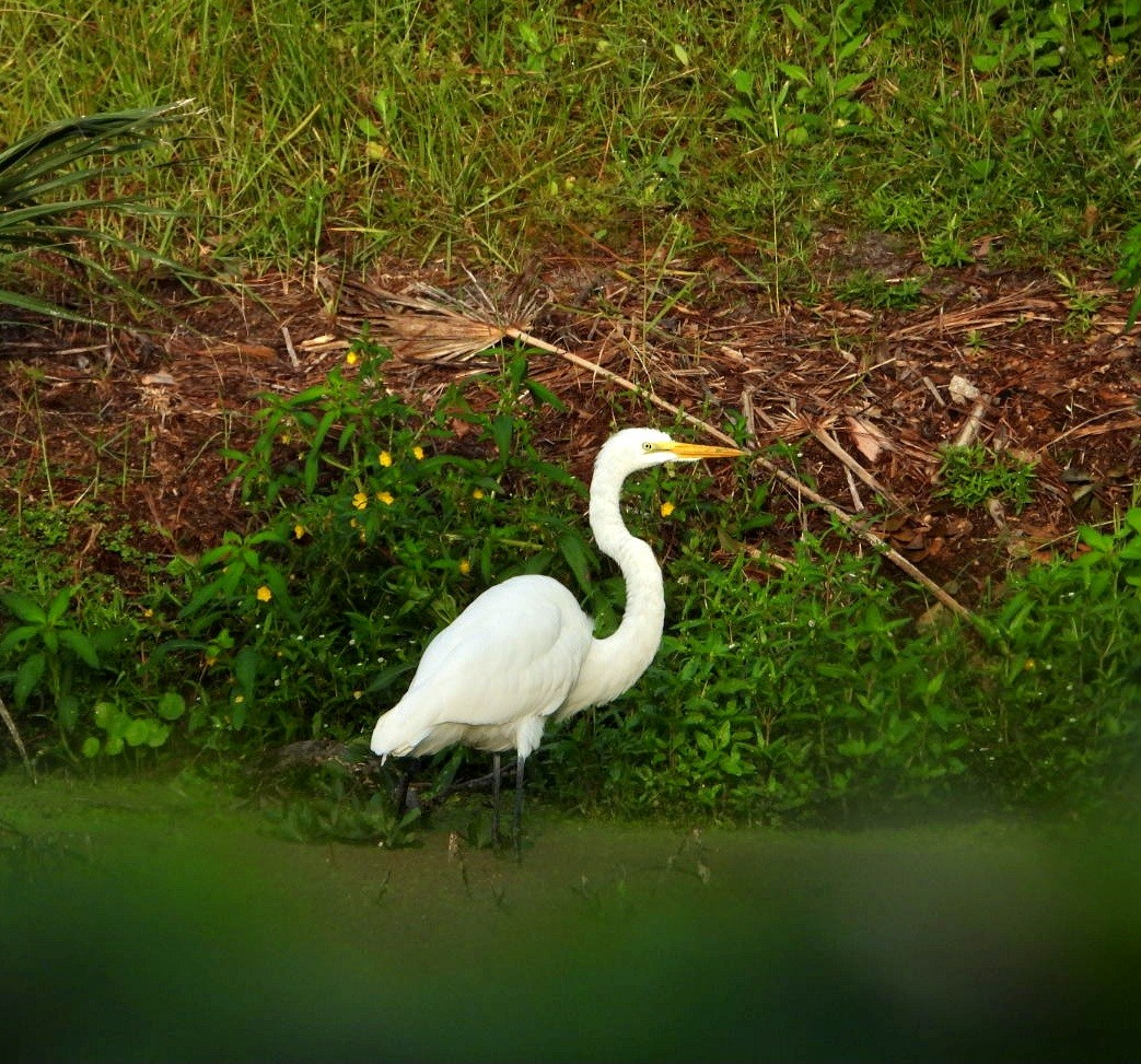 Great Egret - ML642703884