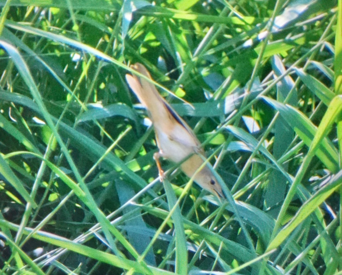 Marsh Warbler - ML642703886