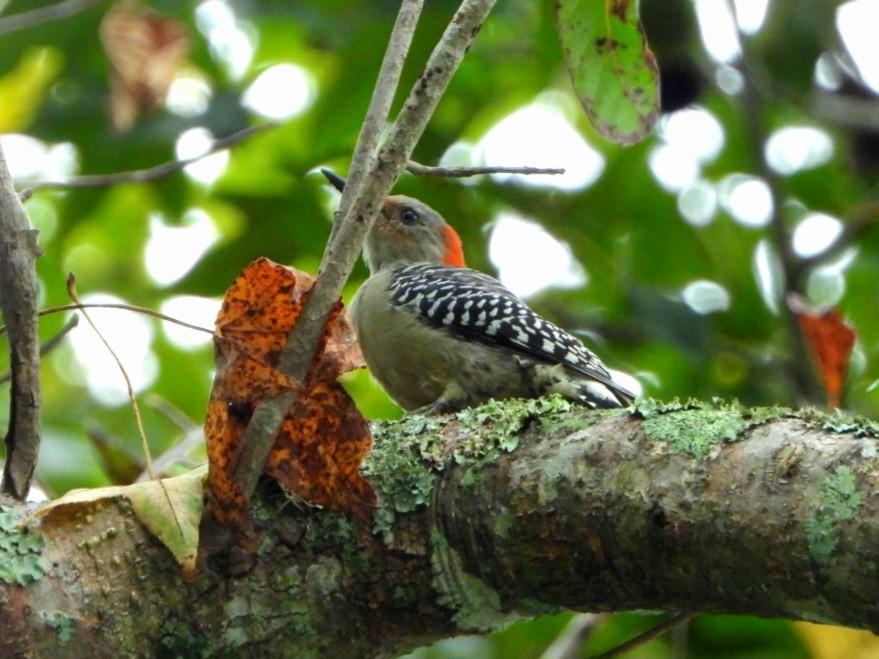 Red-bellied Woodpecker - ML642703887