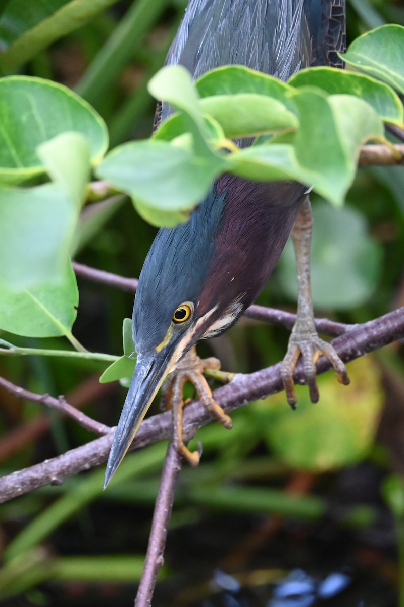 Green Heron - ML642703896