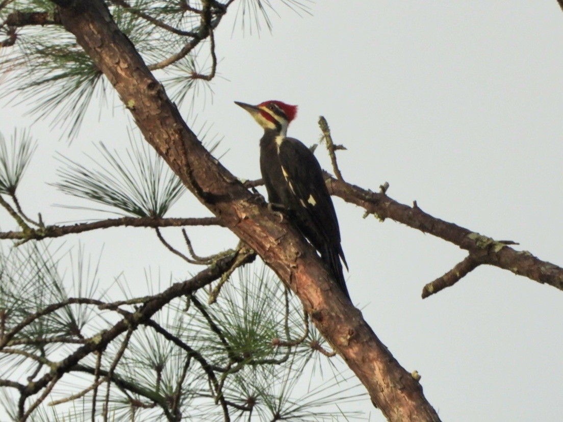 Pileated Woodpecker - ML642703899