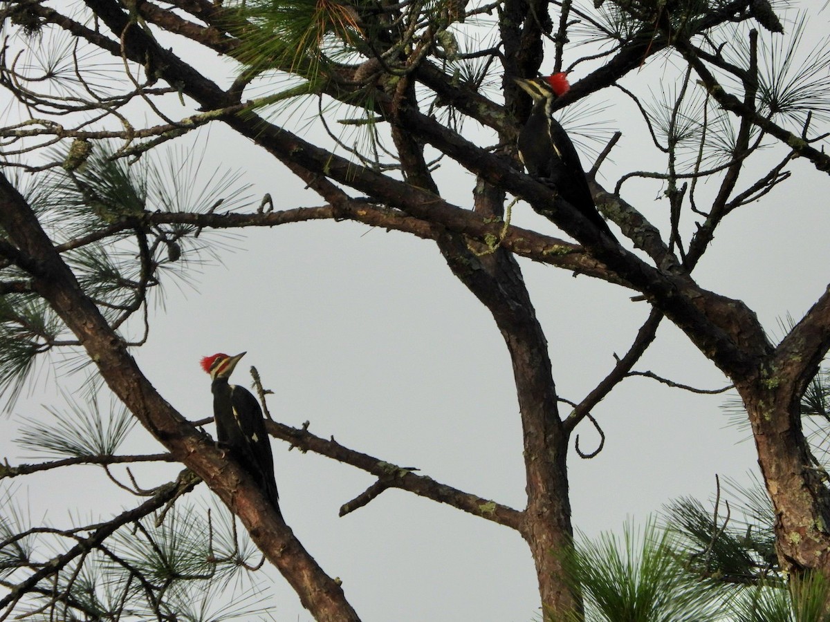 Pileated Woodpecker - ML642703905