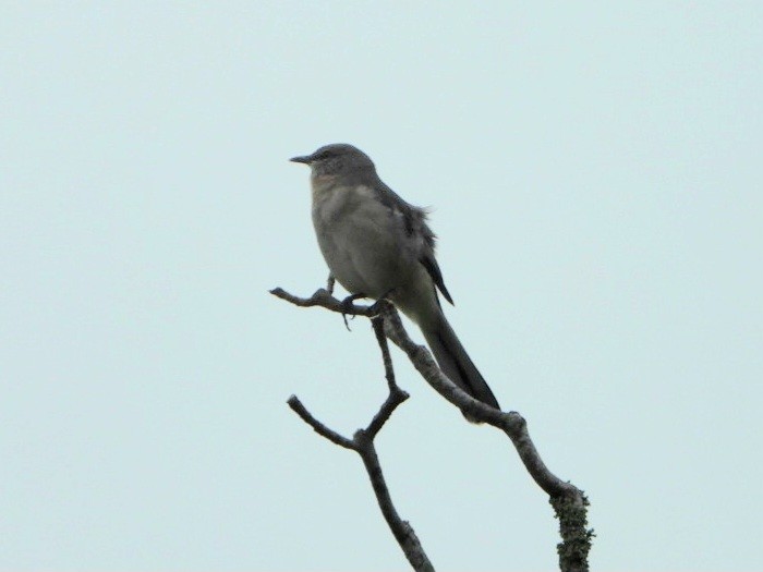 Northern Mockingbird - ML642703910