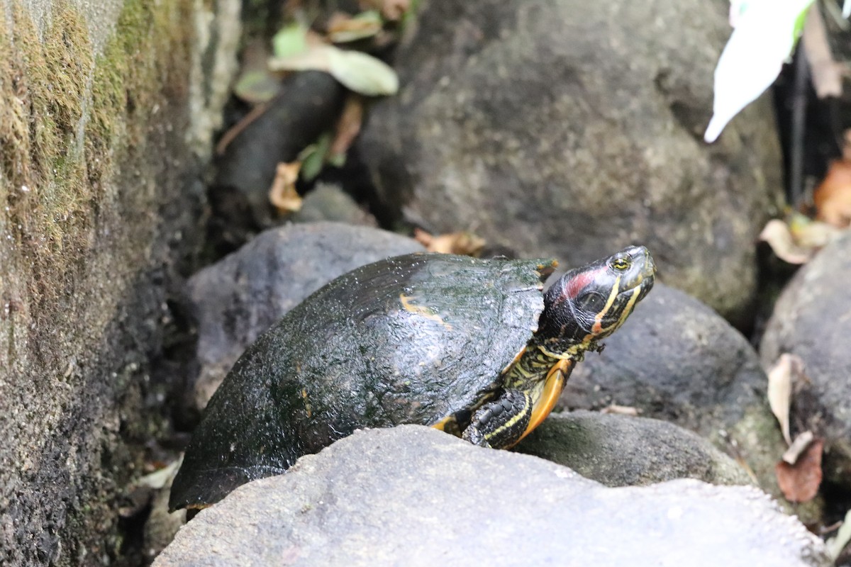 Red-eared Slider - ML642703912