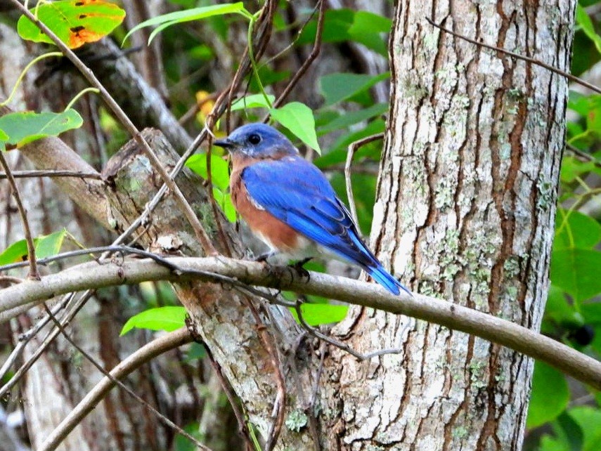 Eastern Bluebird - ML642703917