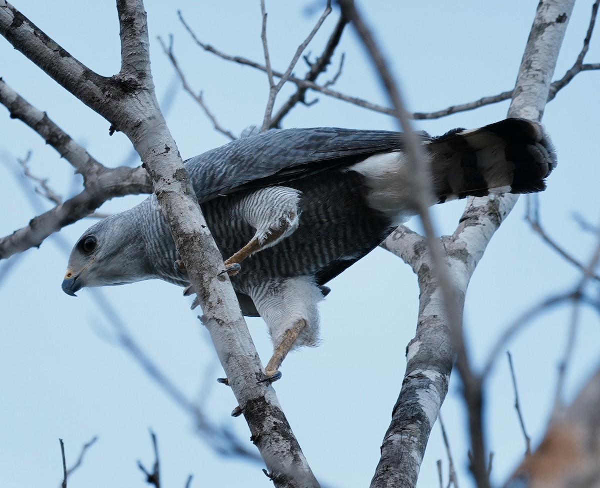 Gray-lined Hawk - ML642703918