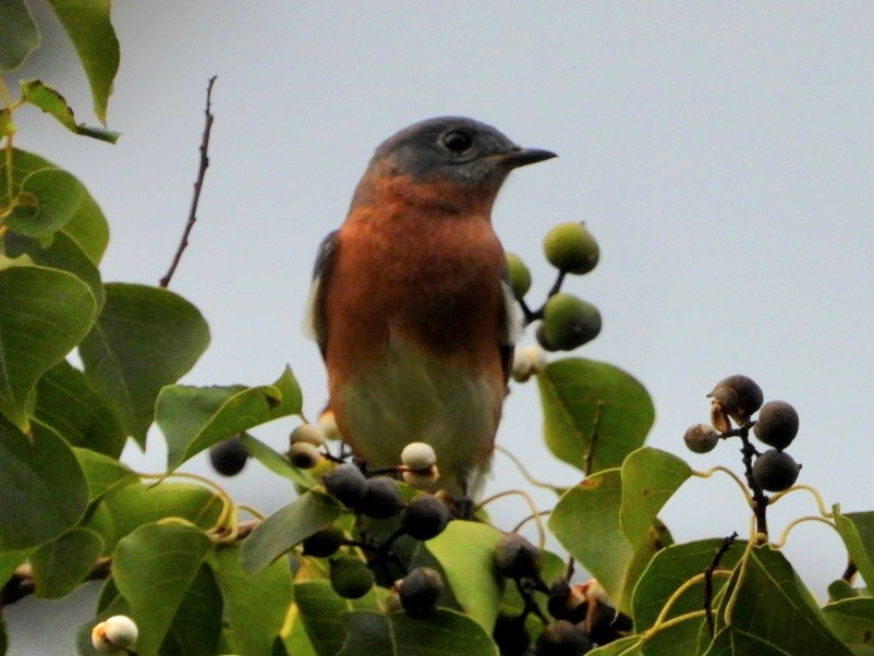 Eastern Bluebird - ML642703920