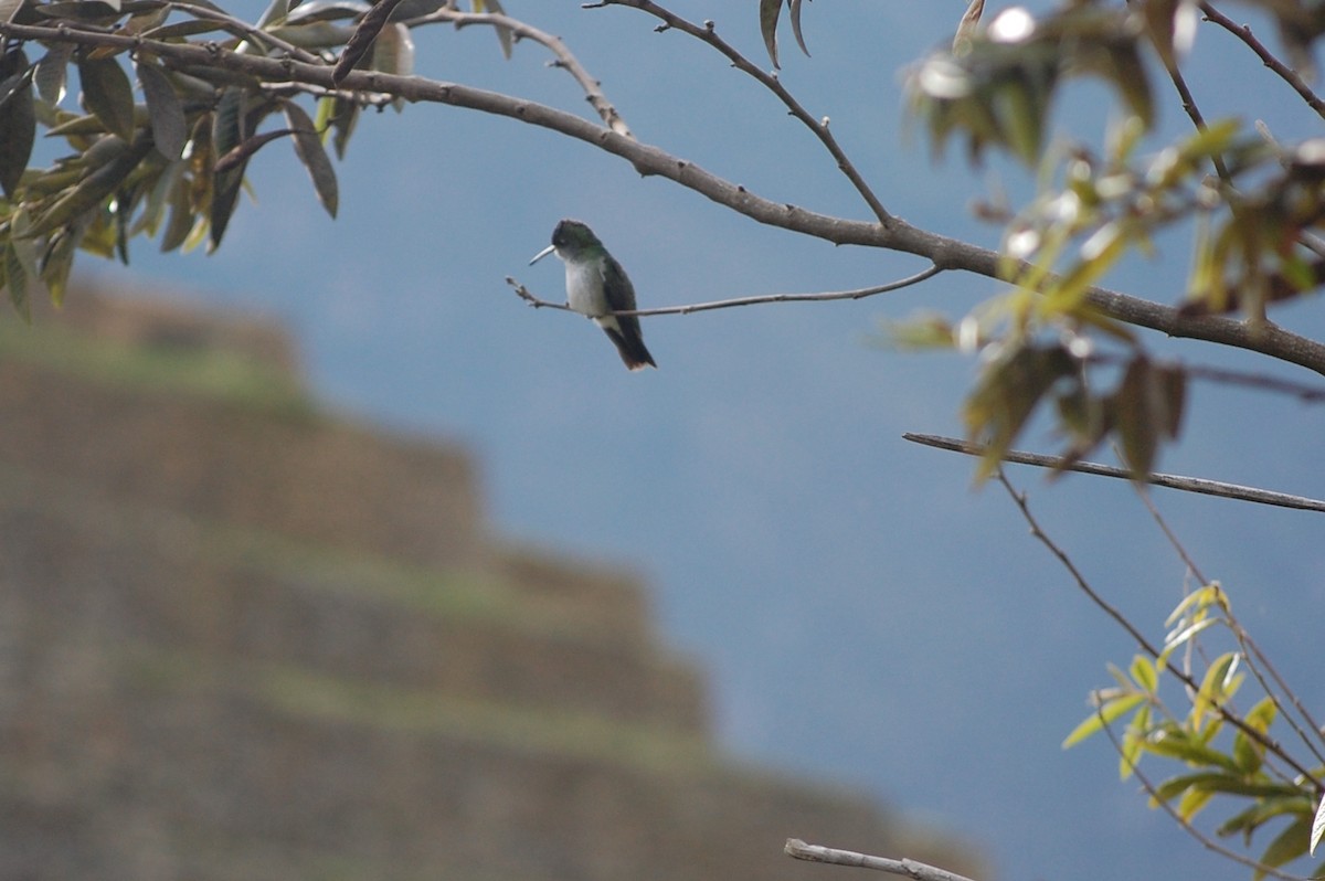 Green-and-white Hummingbird - ML642703949
