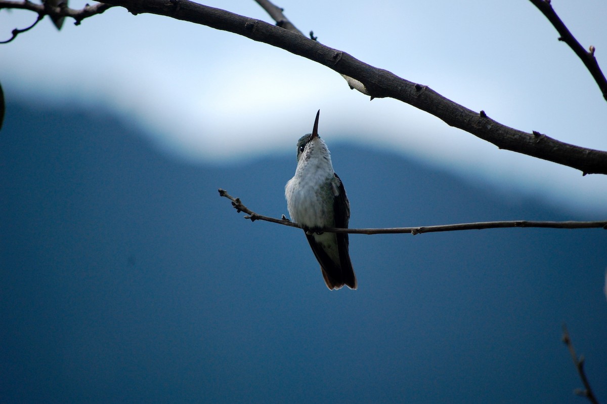 Green-and-white Hummingbird - ML642703950