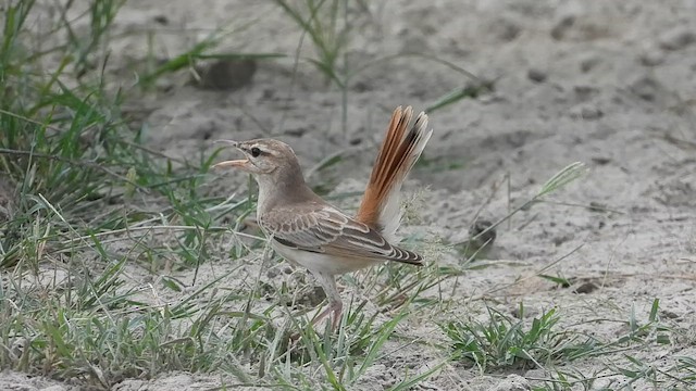 Rufous-tailed Scrub-Robin - ML642703988