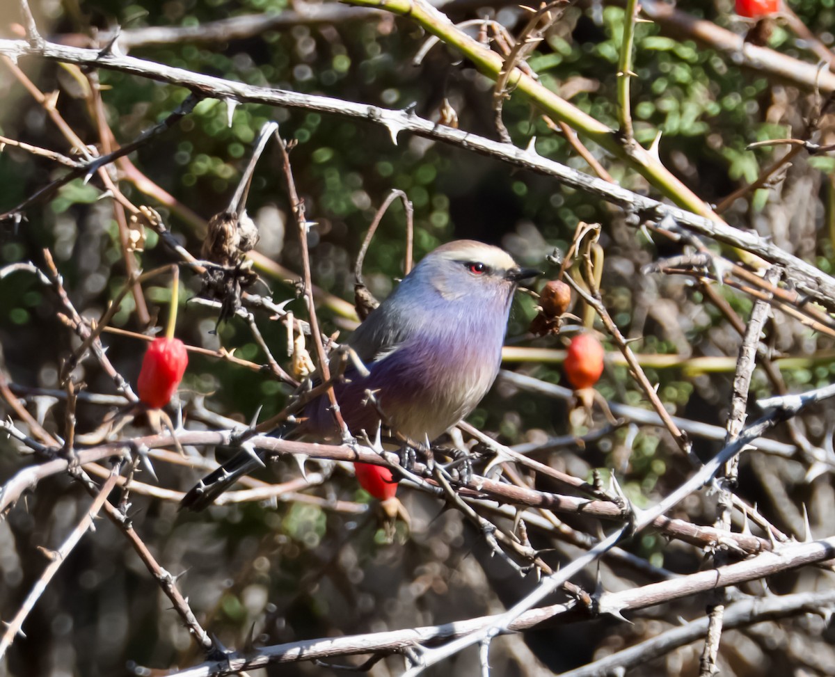 White-browed Tit-Warbler - ML642703989