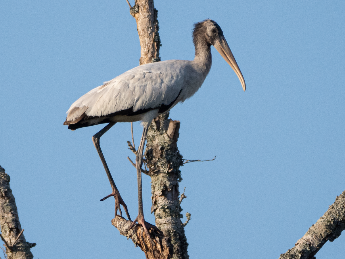 Wood Stork - ML642703990