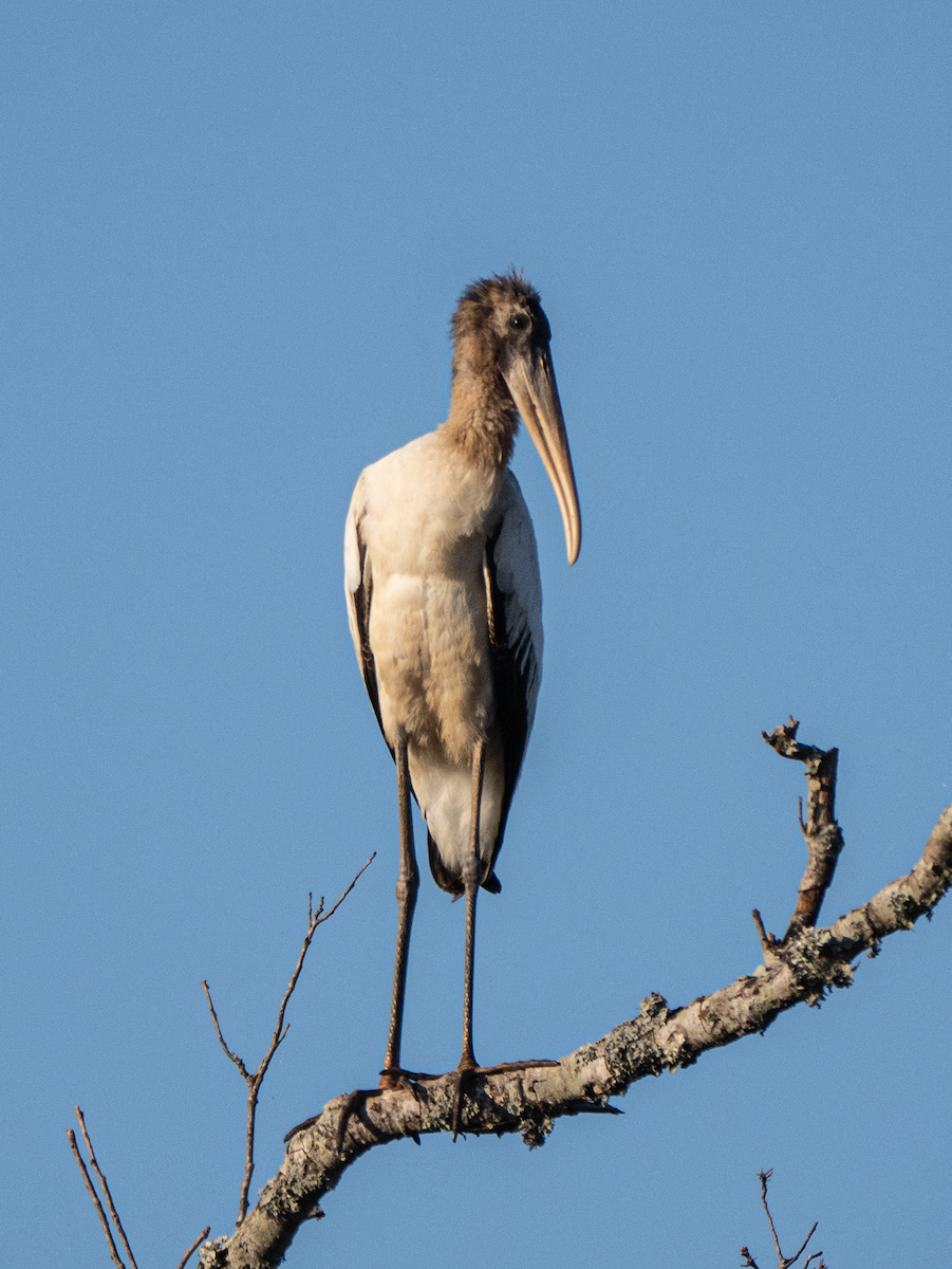 Wood Stork - ML642703991