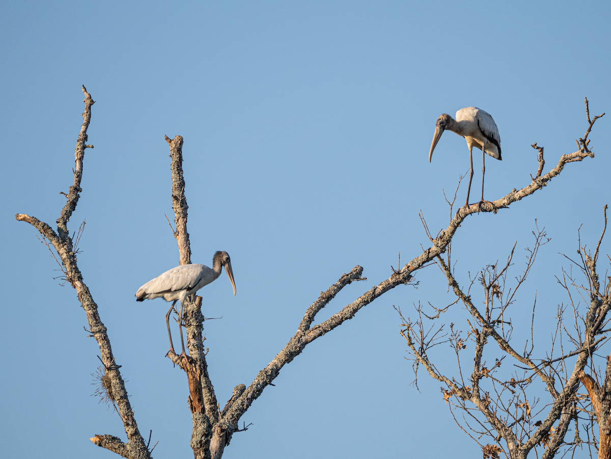 Wood Stork - ML642703992