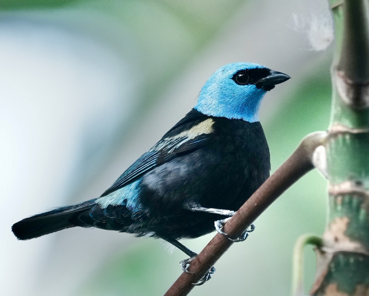 Blue-necked Tanager - ML642703996