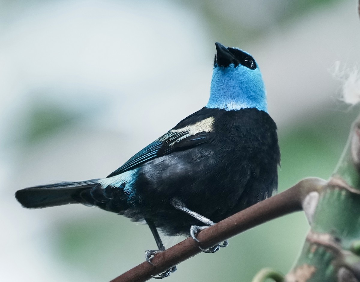 Blue-necked Tanager - ML642703997