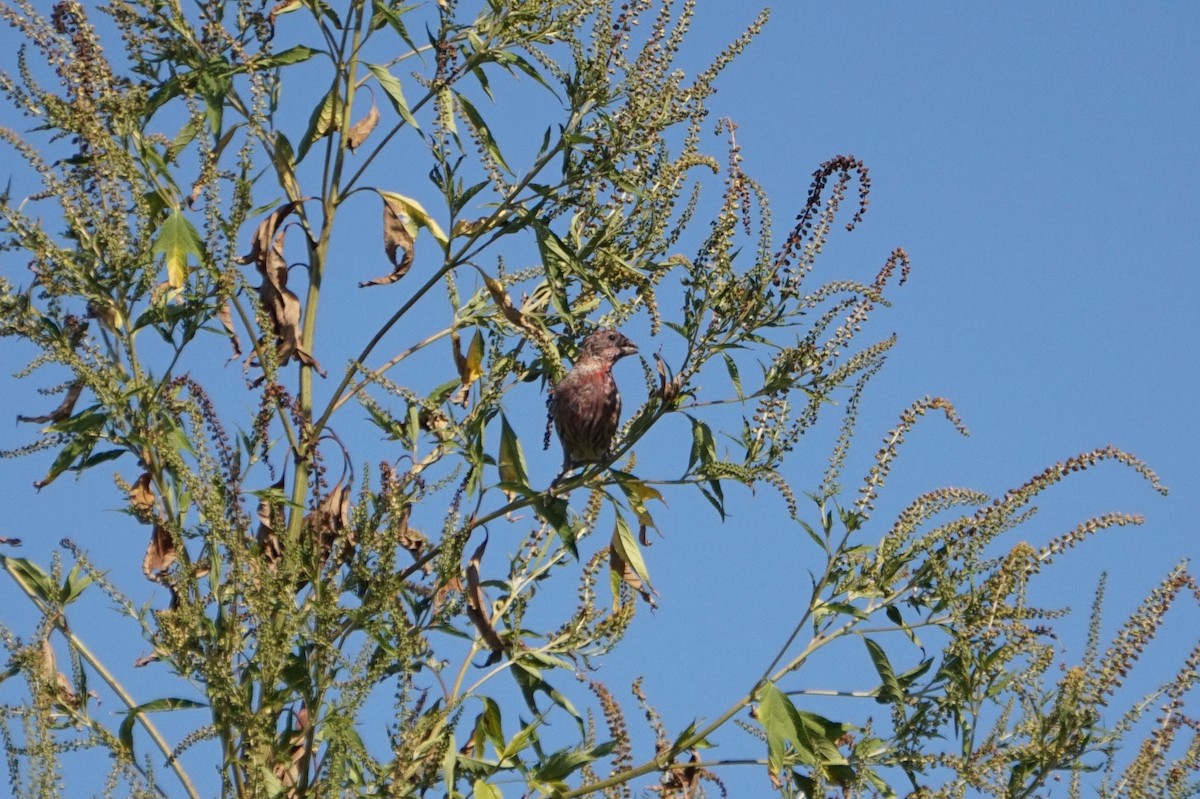 House Finch - ML642704002