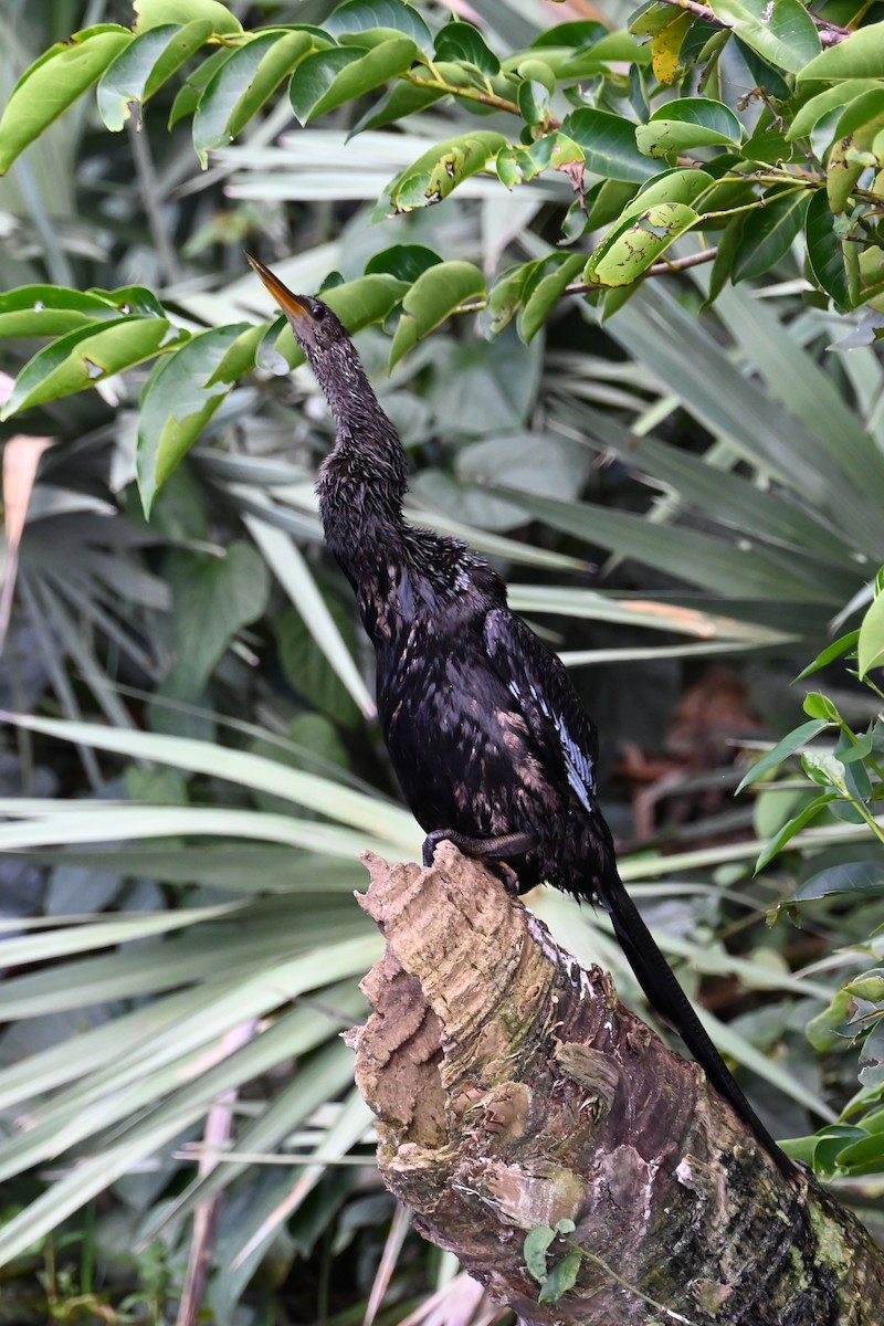 Anhinga - ML642704032