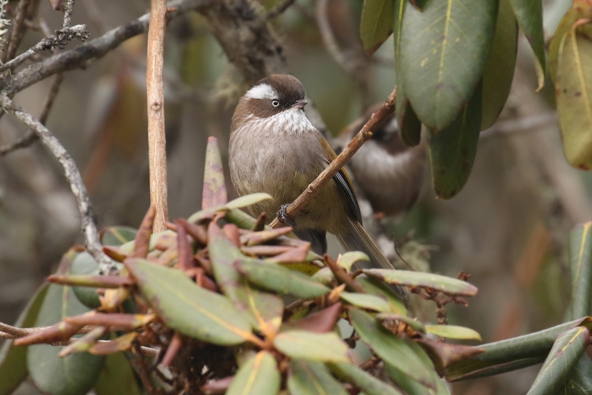 White-browed Fulvetta - ML642704035