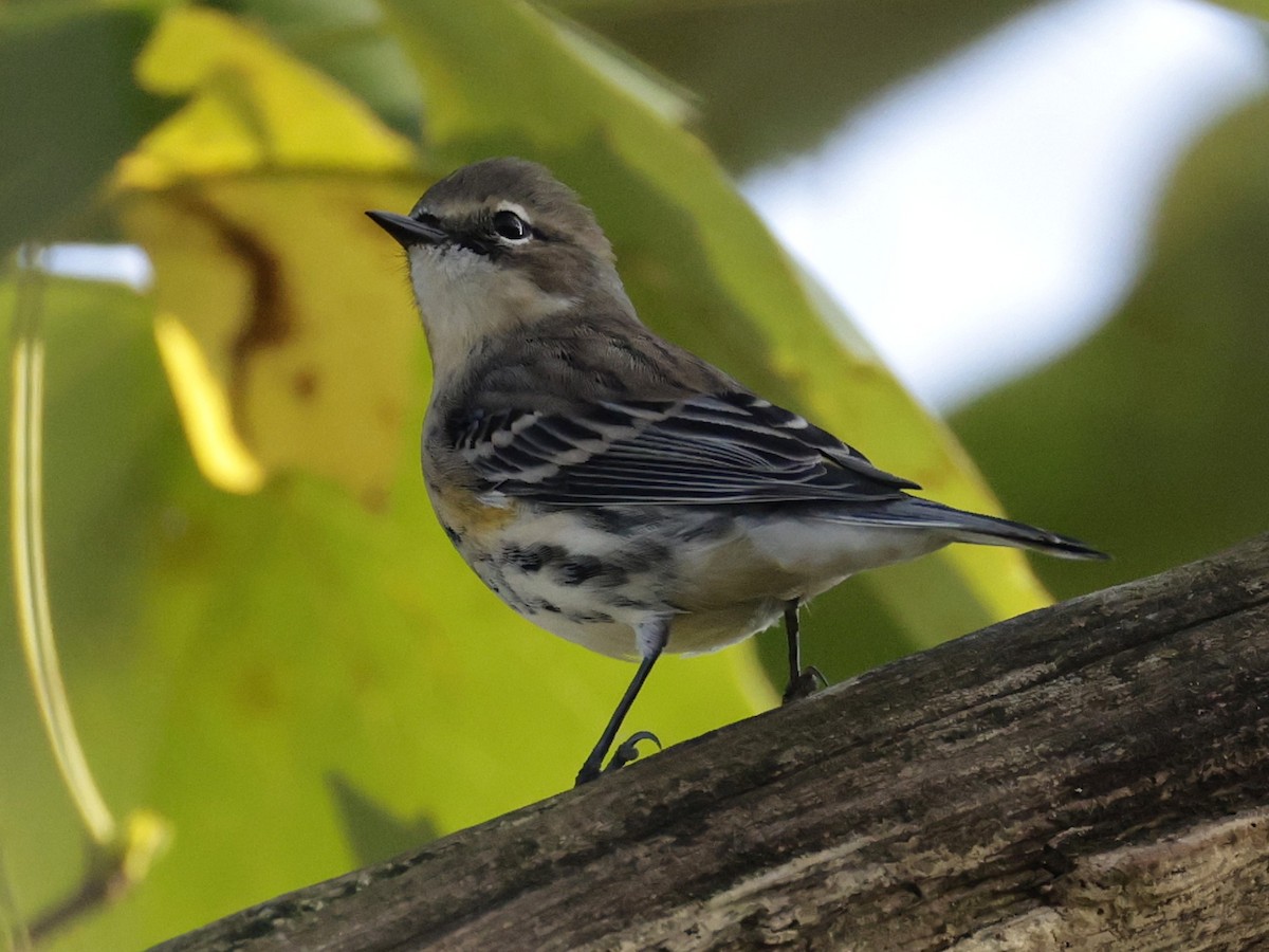 Yellow-rumped Warbler - ML642704036