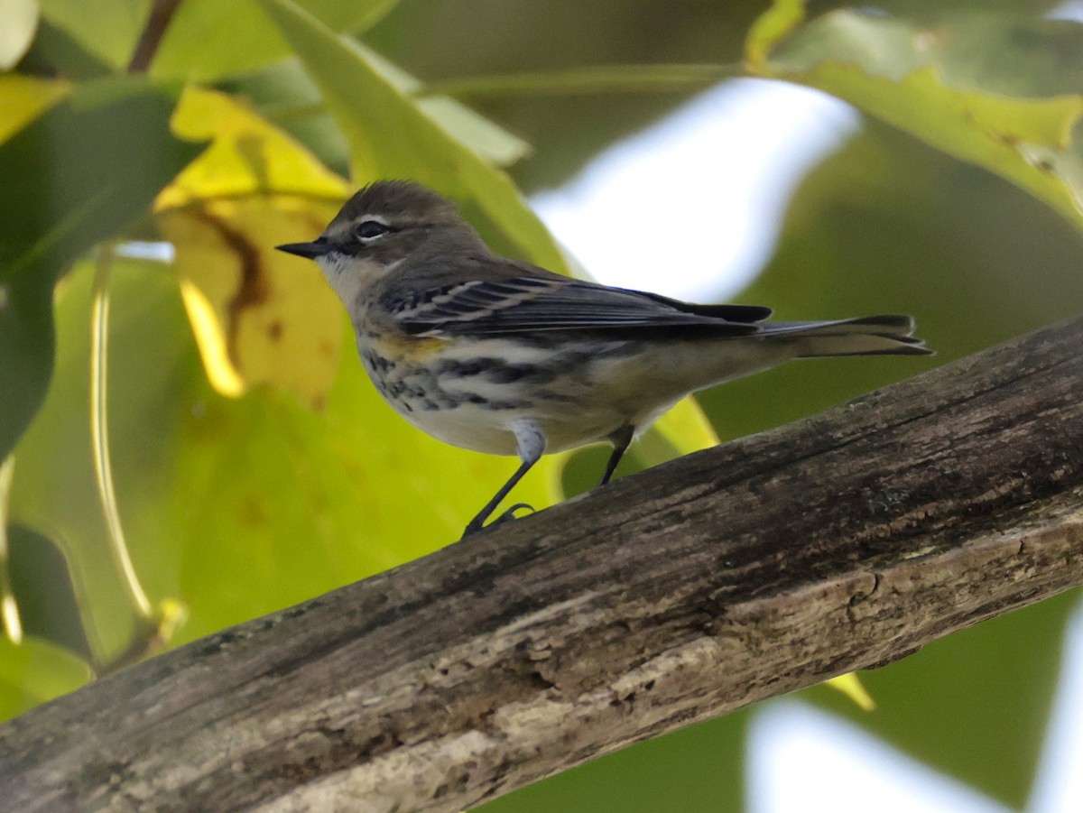 Yellow-rumped Warbler - ML642704037