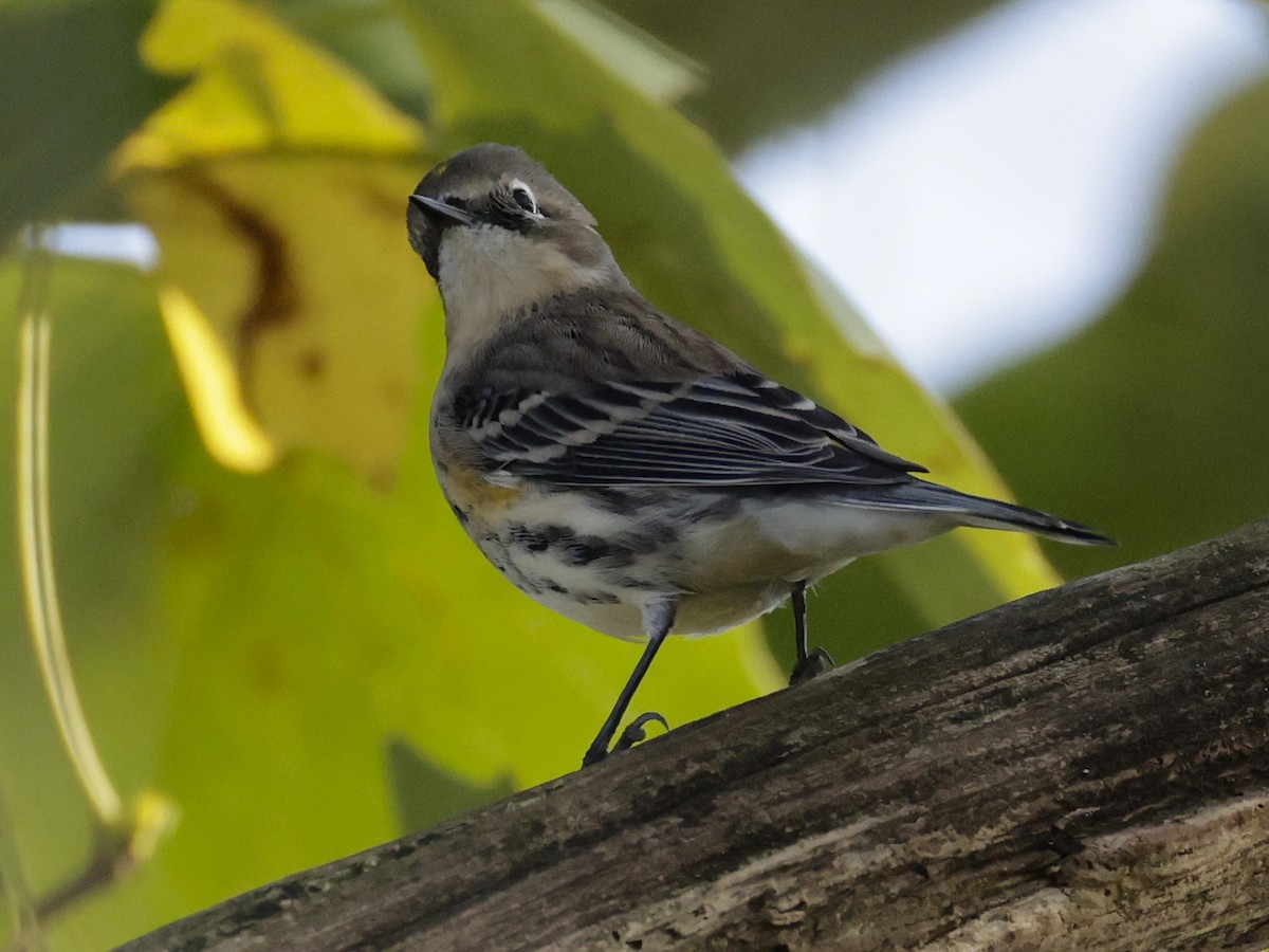 Yellow-rumped Warbler - ML642704038
