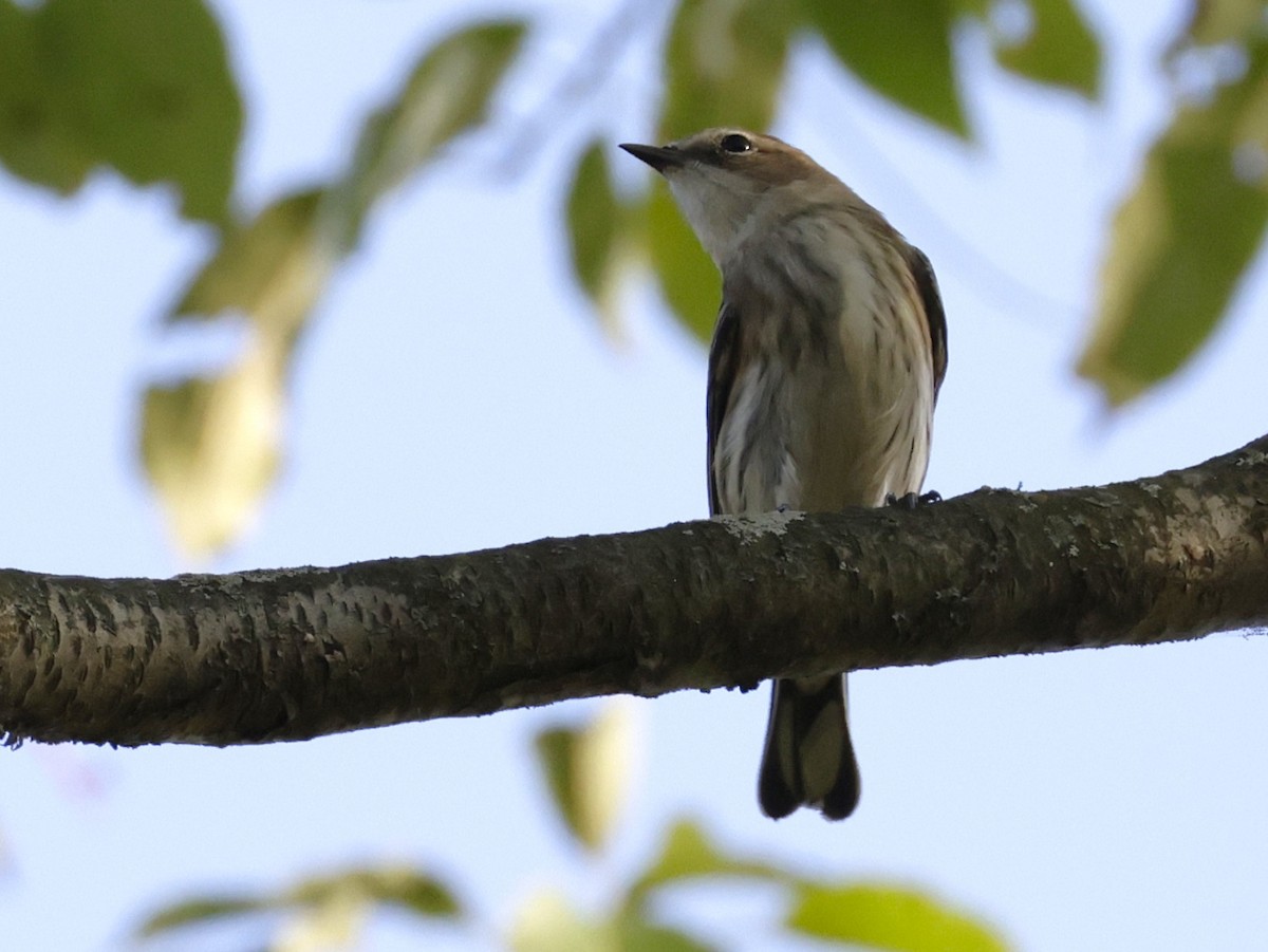 Yellow-rumped Warbler - ML642704039
