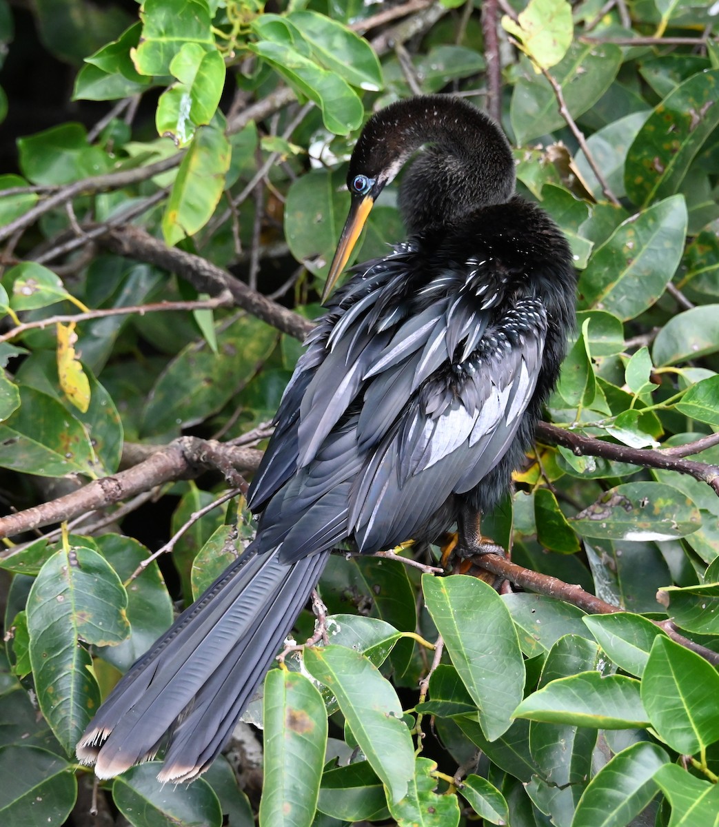 Anhinga - ML642704061