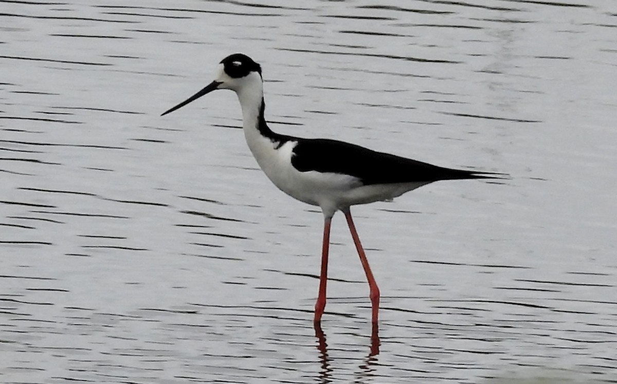 Black-necked Stilt - ML642704064