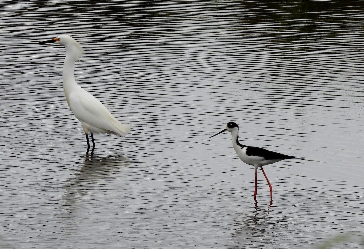 Black-necked Stilt - ML642704065