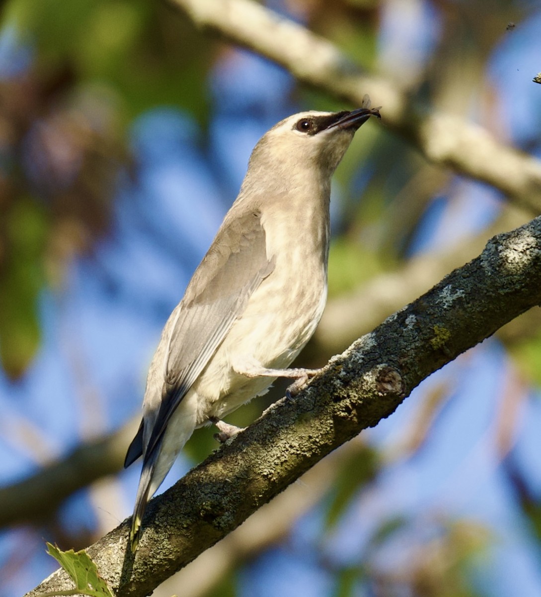Cedar Waxwing - ML642704071