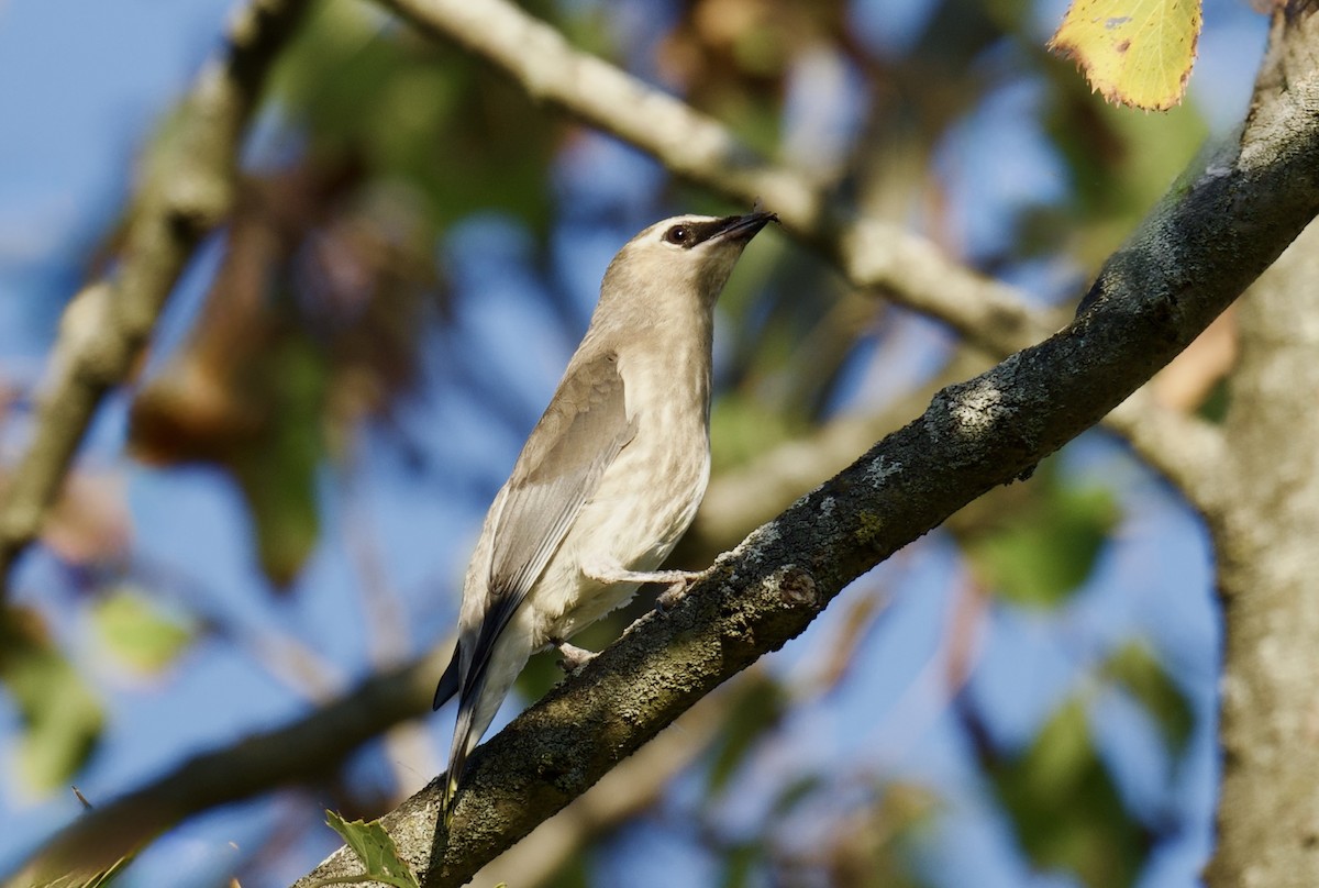 Cedar Waxwing - ML642704074