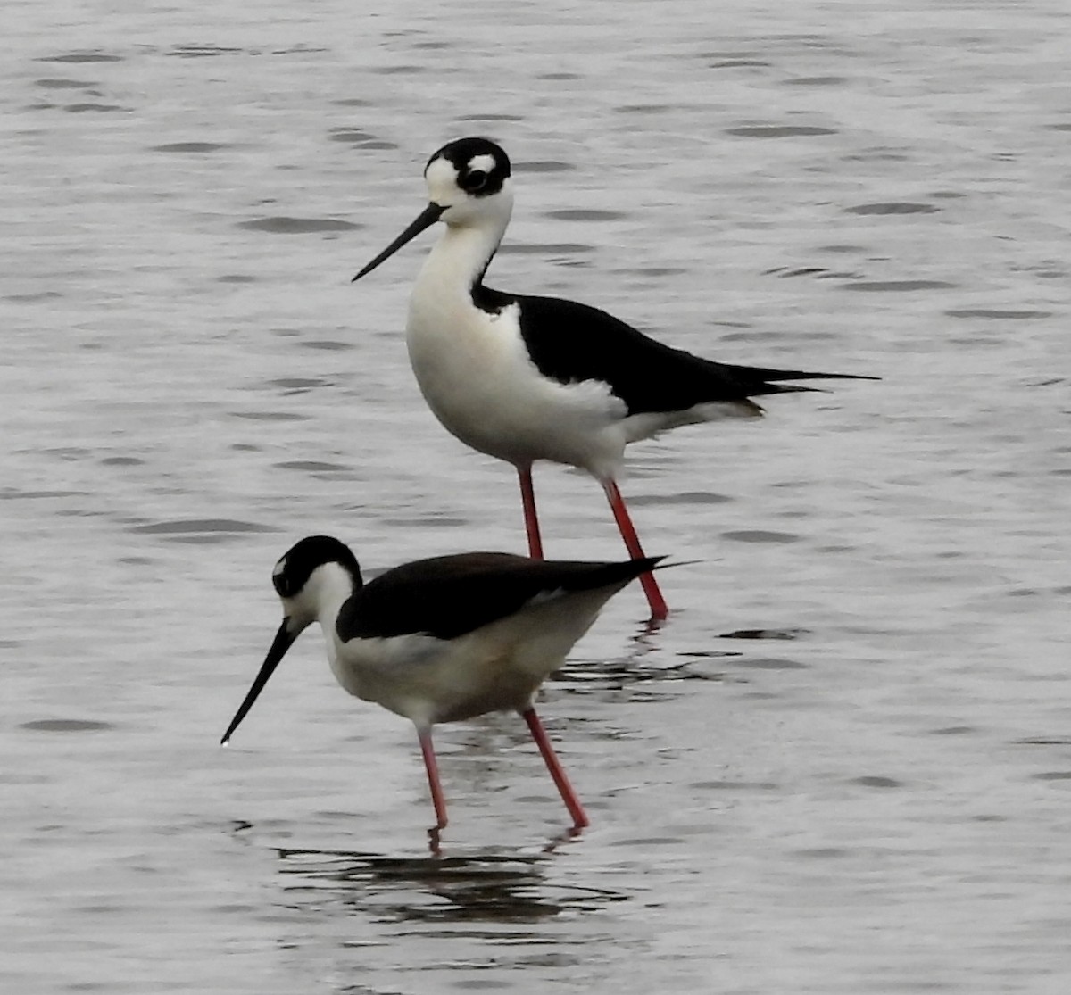 Black-necked Stilt - ML642704078