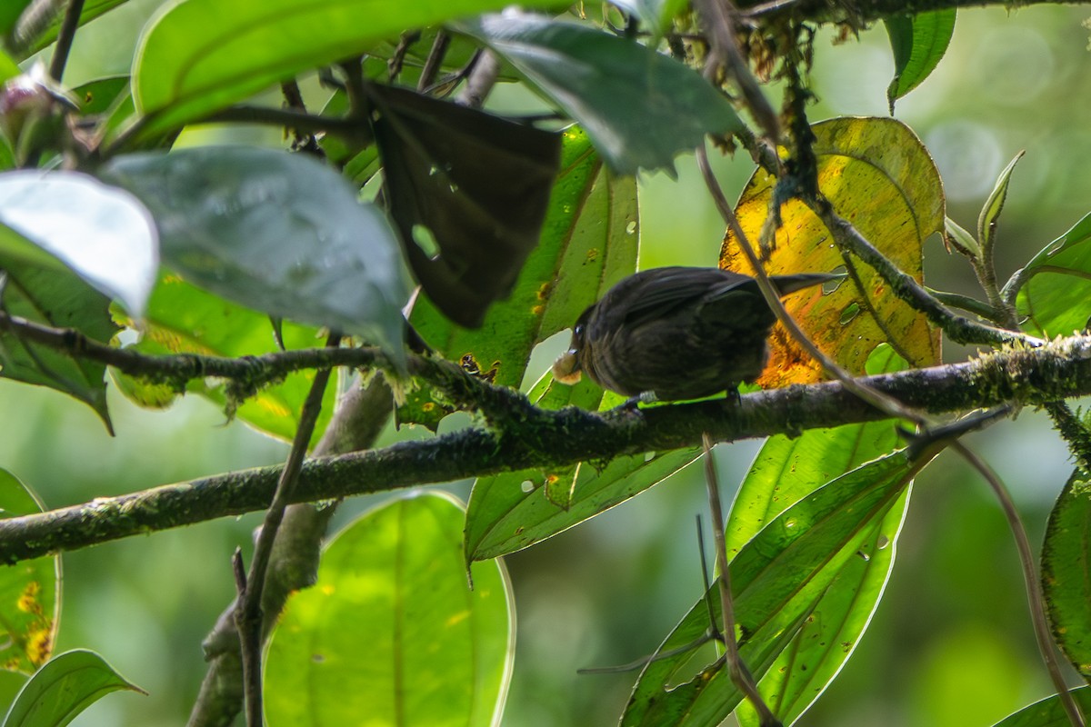 Tawny-crested Tanager - ML642704080