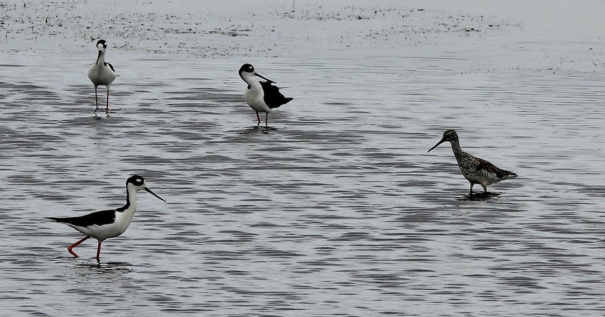 Black-necked Stilt - ML642704082