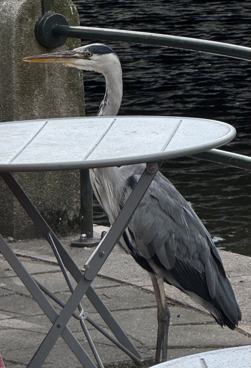 Gray Heron - ML642704083
