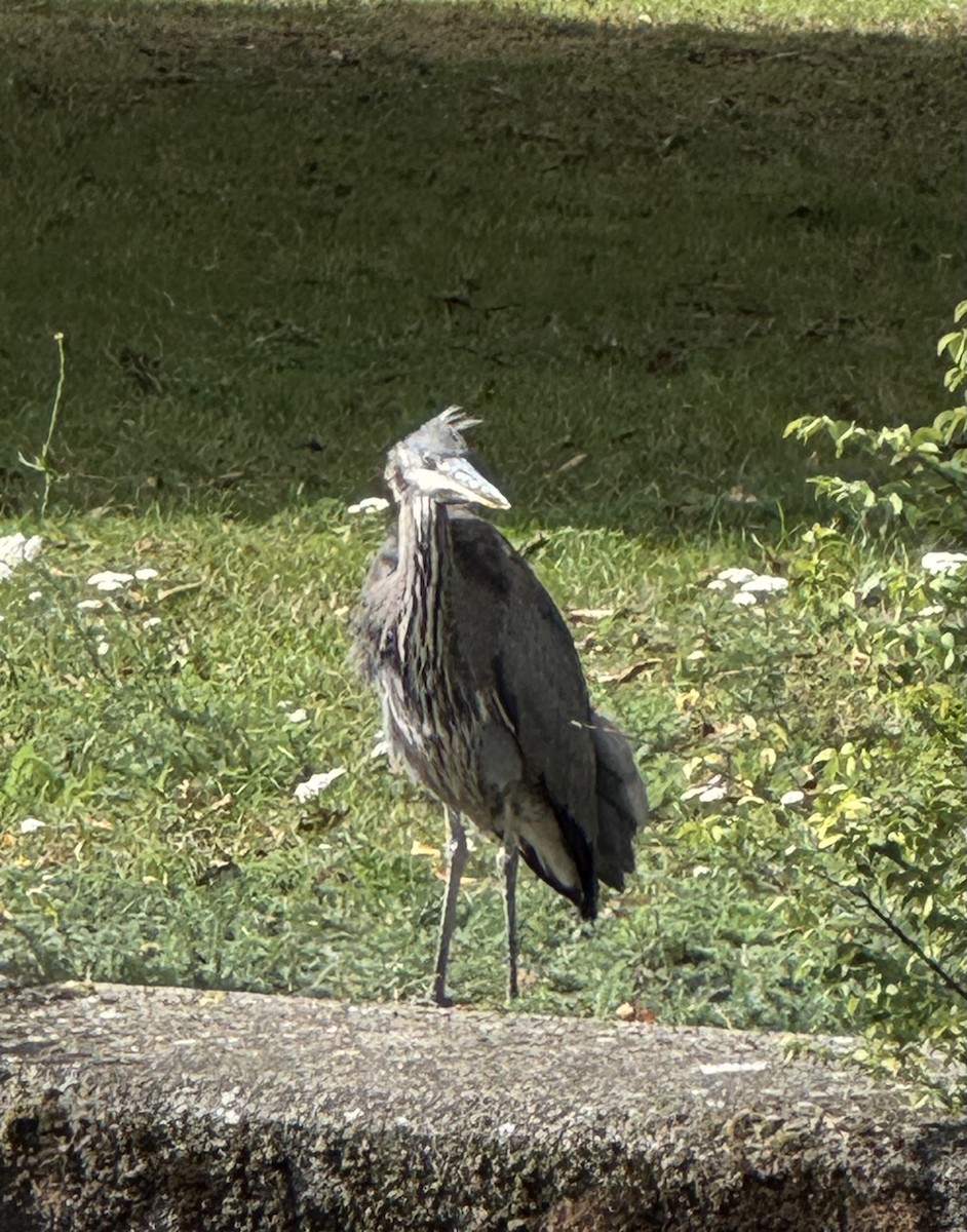Gray Heron - ML642704084