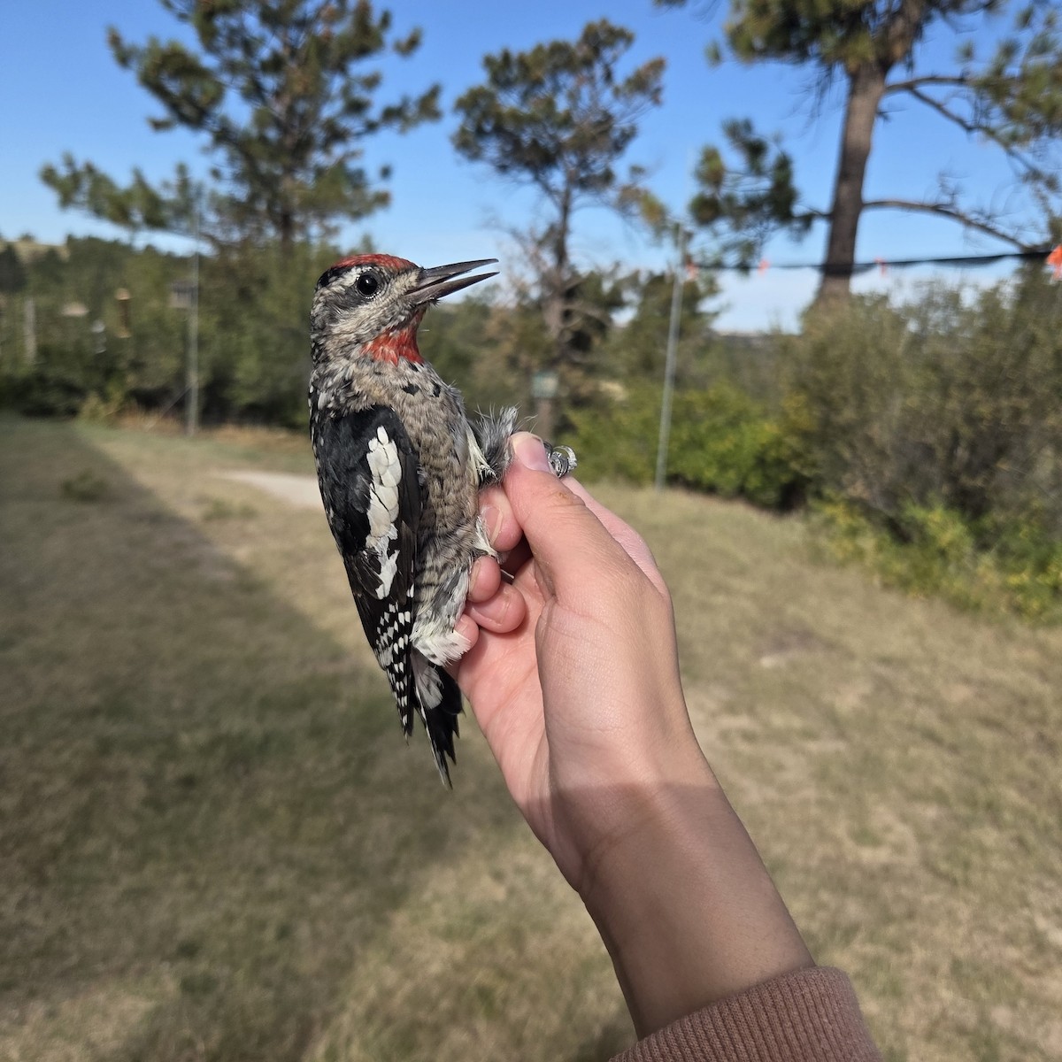 Red-naped Sapsucker - ML642704094
