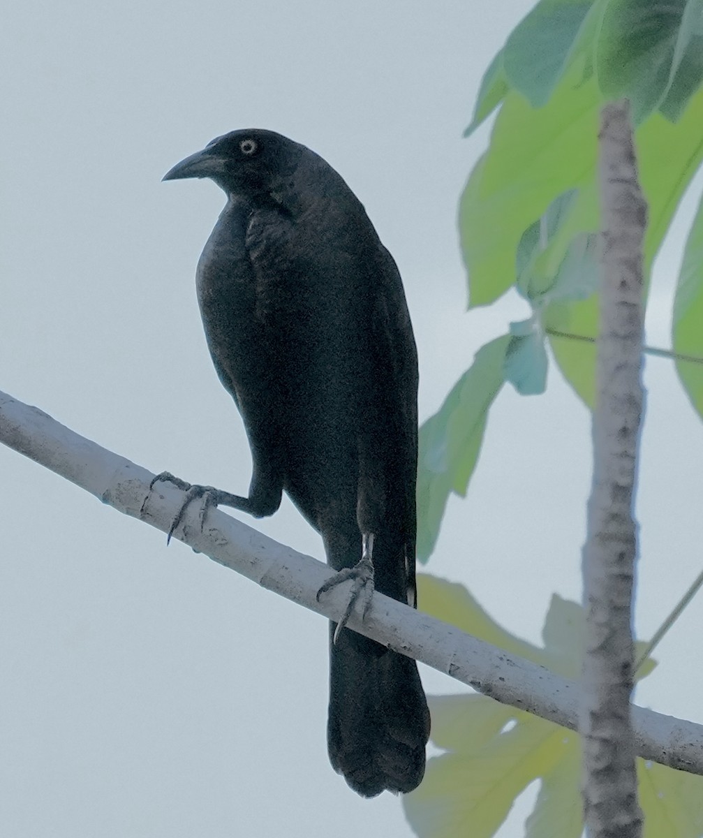 Giant Cowbird - ML642704104