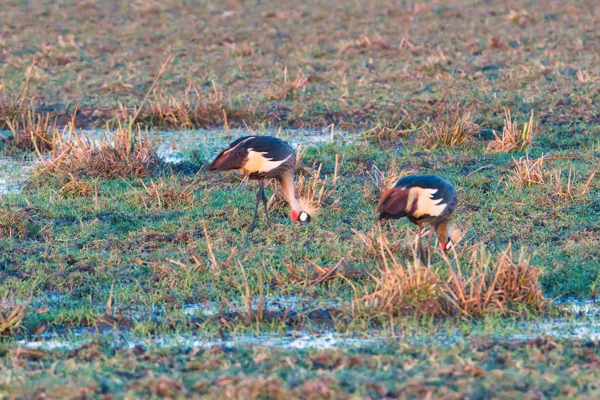 Gray Crowned-Crane - ML642704121